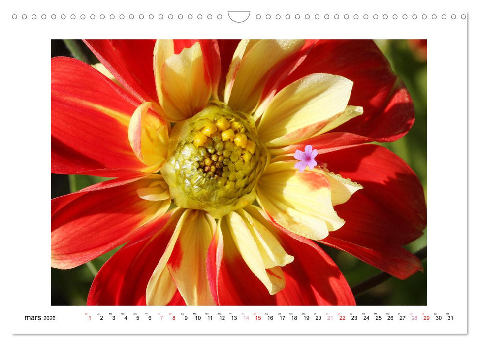 Mes dahlias adorés (CALVENDO Calendrier mensuel 2026)