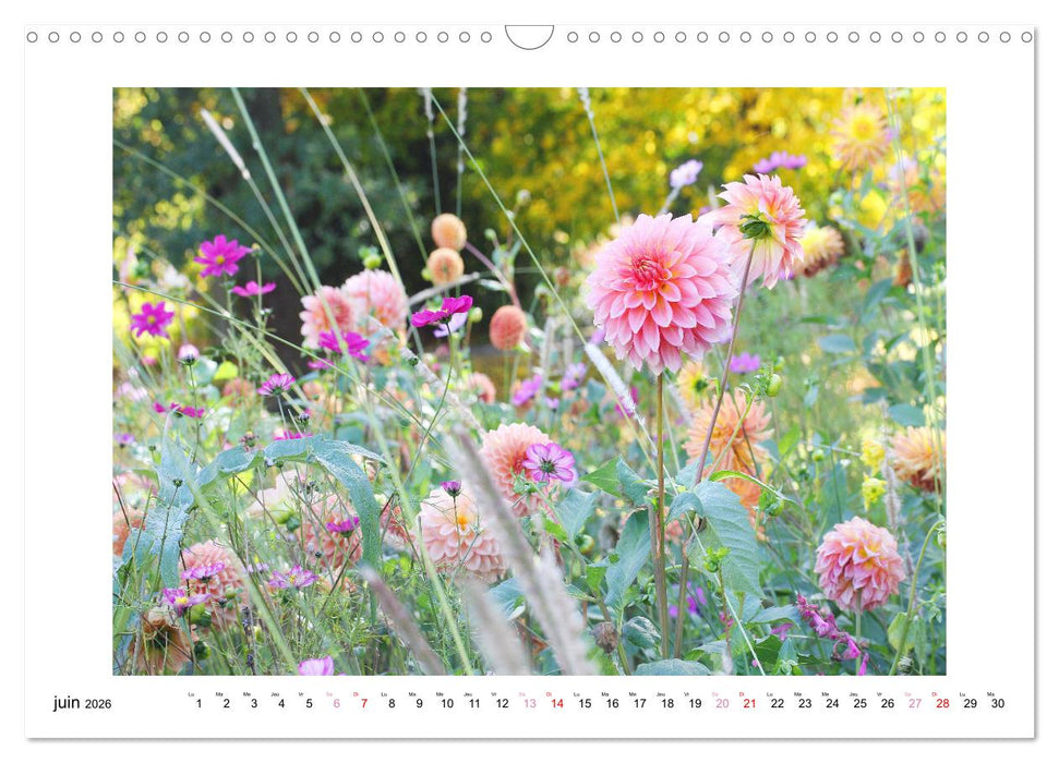 Mes dahlias adorés (CALVENDO Calendrier mensuel 2026)