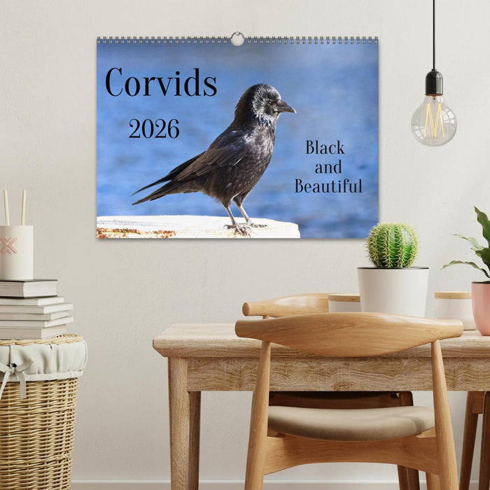 Corvids - Black and Beautiful (CALVENDO Monthly Calendar 2026)