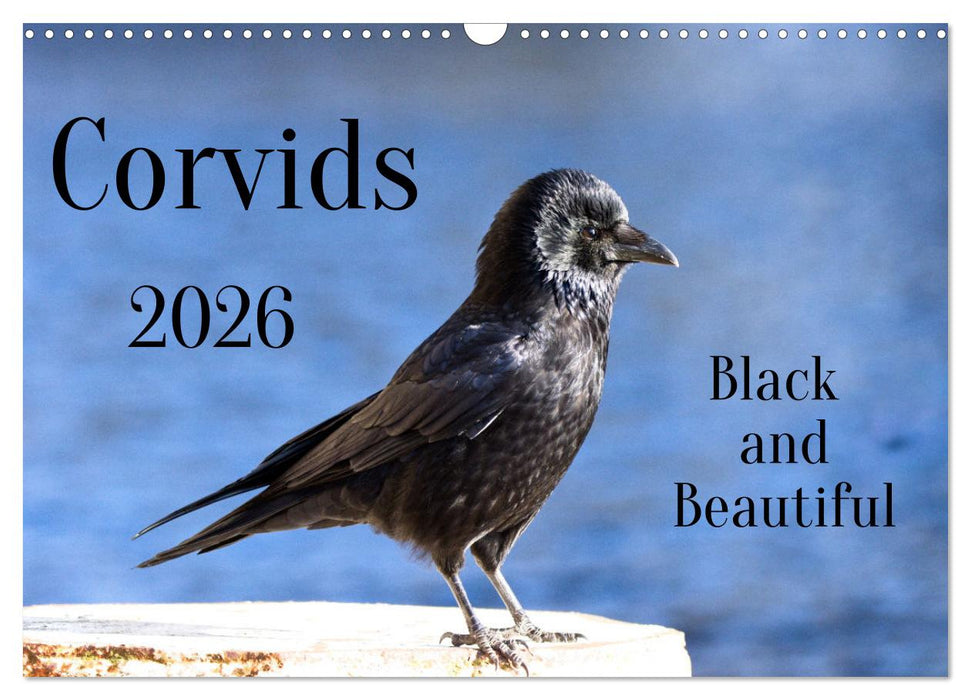 Corvids - Black and Beautiful (CALVENDO Monthly Calendar 2026)