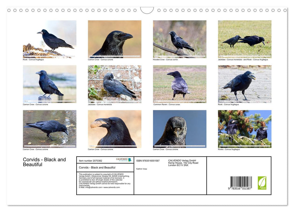 Corvids - Black and Beautiful (CALVENDO Monthly Calendar 2026)