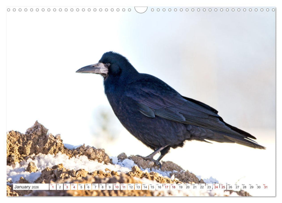 Corvids - Black and Beautiful (CALVENDO Monthly Calendar 2026)