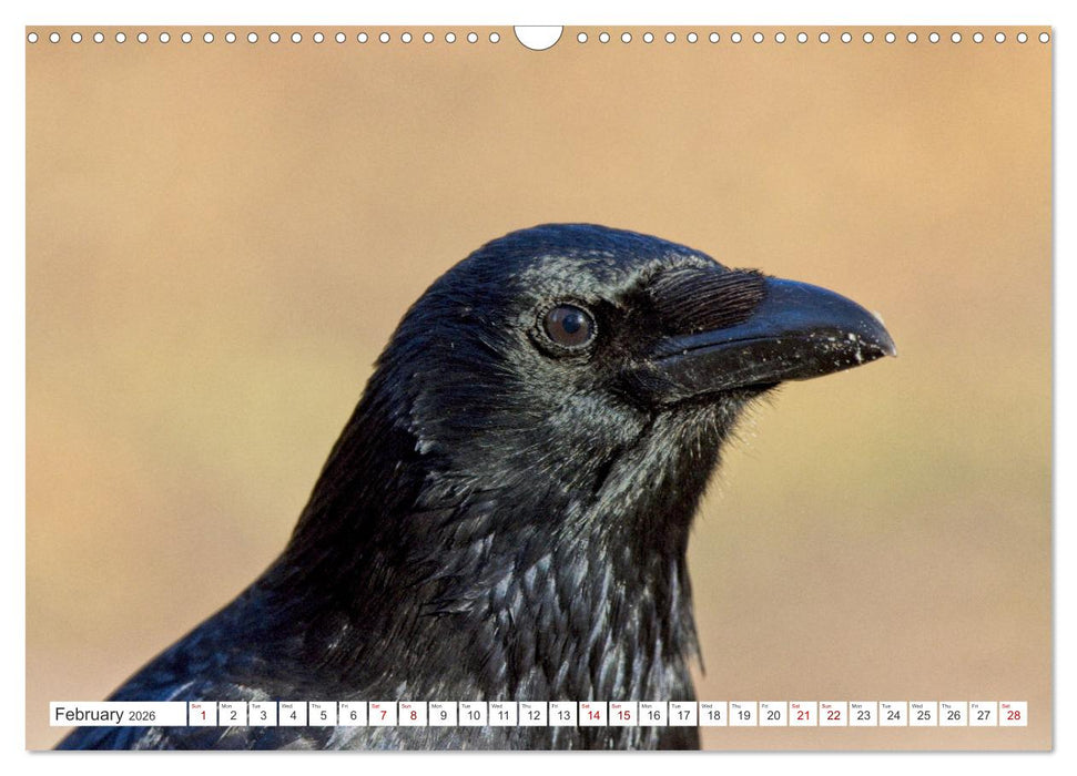 Corvids - Black and Beautiful (CALVENDO Monthly Calendar 2026)