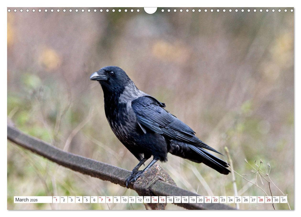 Corvids - Black and Beautiful (CALVENDO Monthly Calendar 2026)