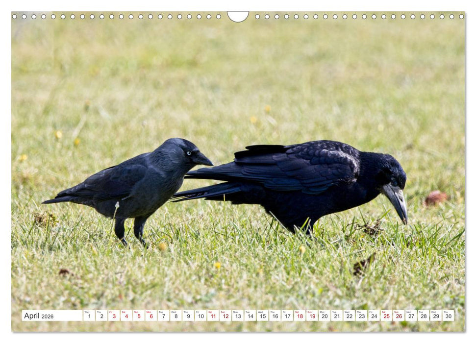 Corvids - Black and Beautiful (CALVENDO Monthly Calendar 2026)