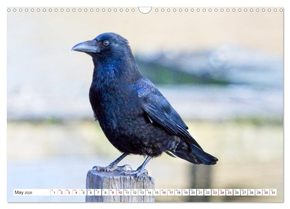 Corvids - Black and Beautiful (CALVENDO Monthly Calendar 2026)
