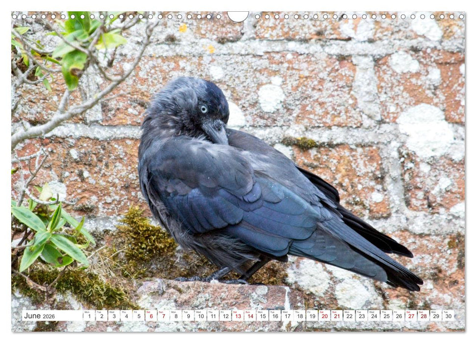 Corvids - Black and Beautiful (CALVENDO Monthly Calendar 2026)