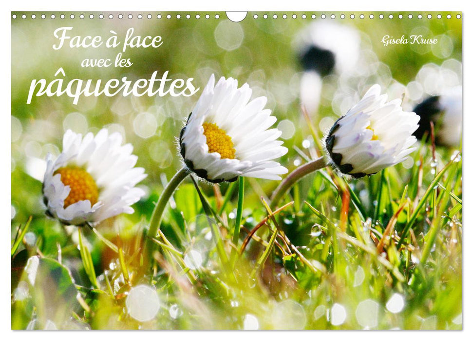 Face à face avec les pâquerettes (CALVENDO Calendrier mensuel 2026)