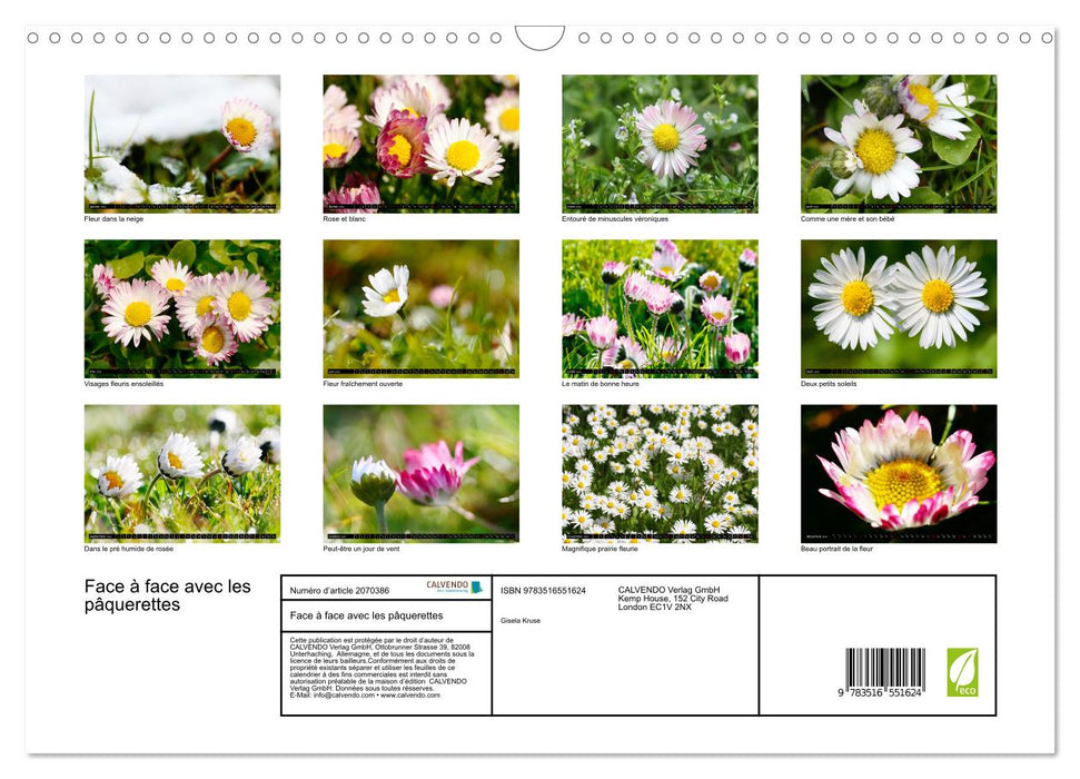 Face à face avec les pâquerettes (CALVENDO Calendrier mensuel 2026)