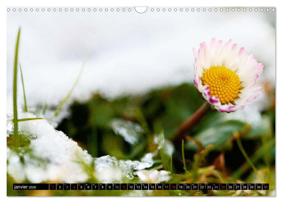 Face à face avec les pâquerettes (CALVENDO Calendrier mensuel 2026)