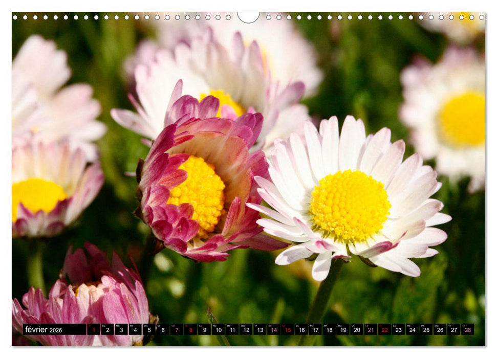 Face à face avec les pâquerettes (CALVENDO Calendrier mensuel 2026)