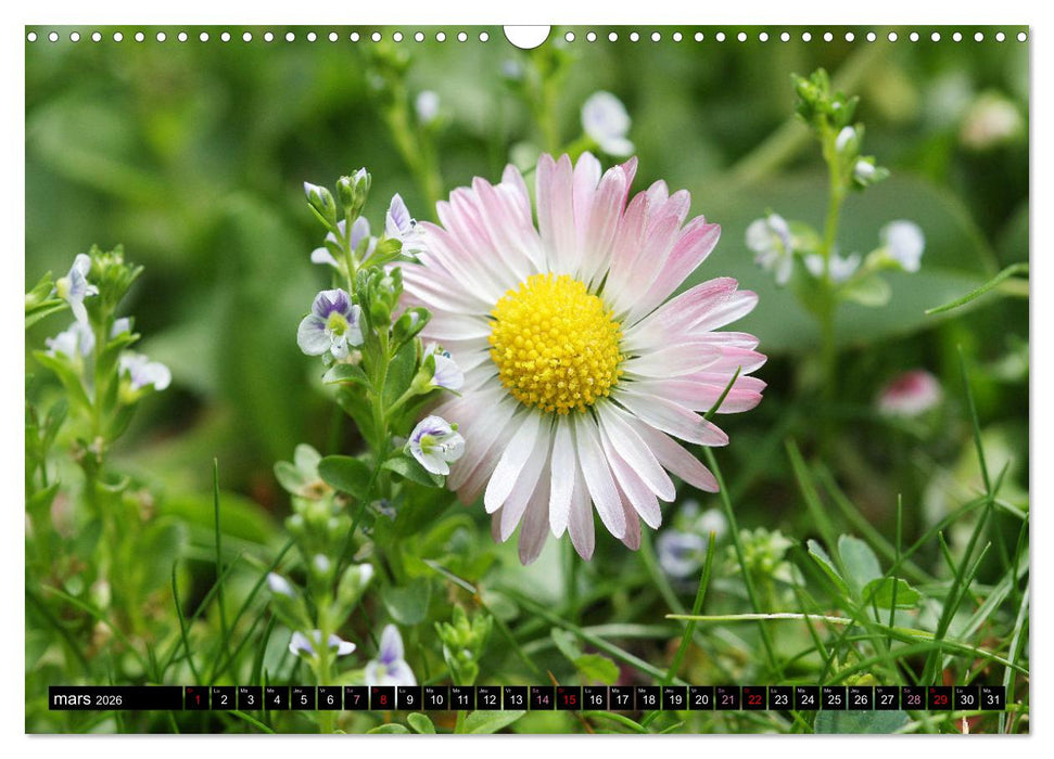 Face à face avec les pâquerettes (CALVENDO Calendrier mensuel 2026)