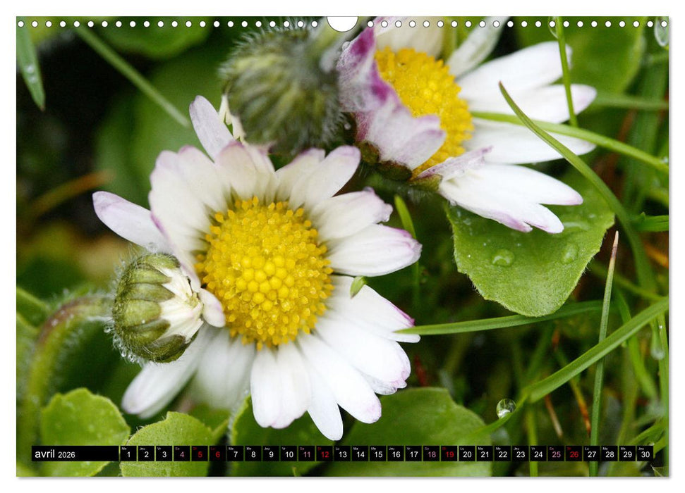 Face à face avec les pâquerettes (CALVENDO Calendrier mensuel 2026)