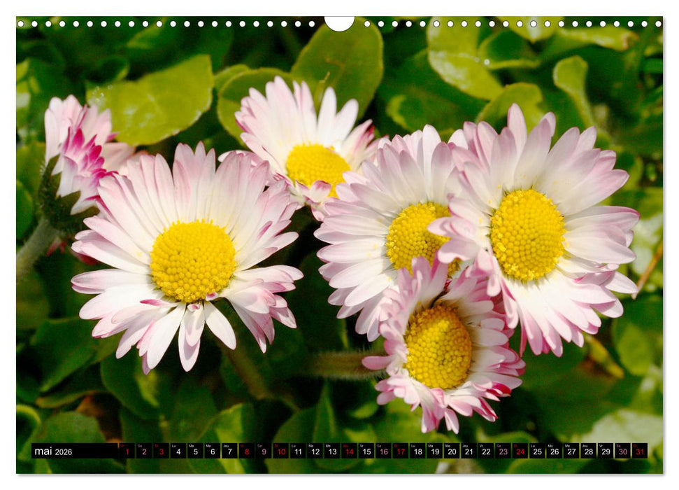 Face à face avec les pâquerettes (CALVENDO Calendrier mensuel 2026)