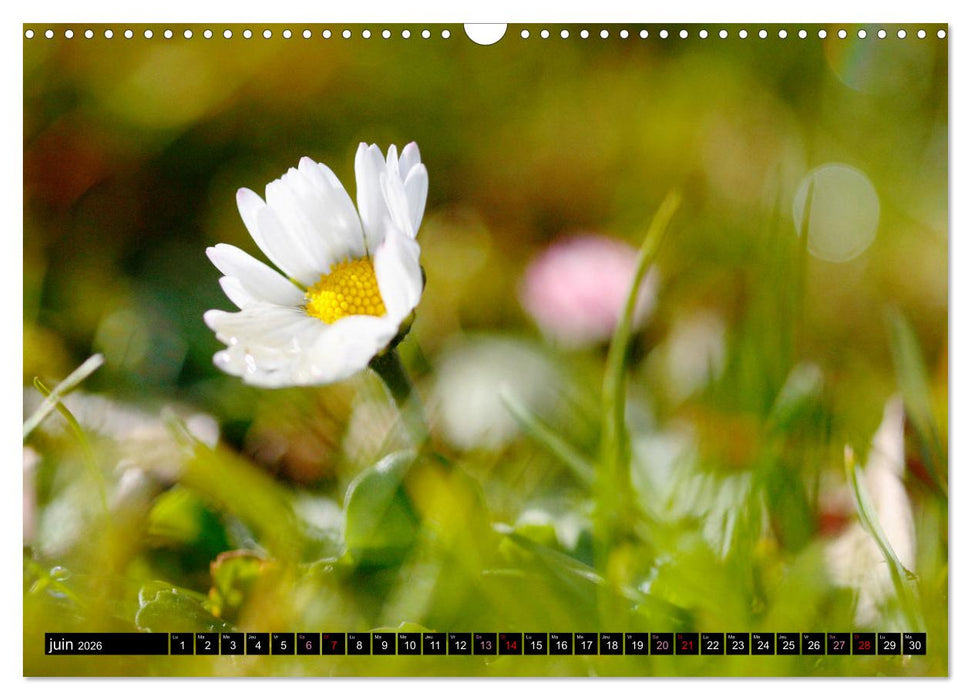 Face à face avec les pâquerettes (CALVENDO Calendrier mensuel 2026)