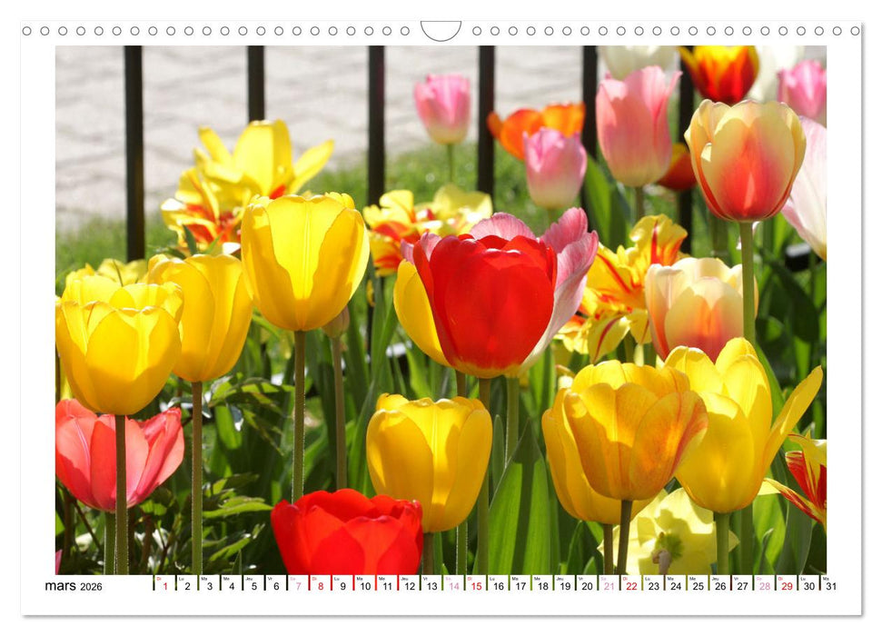 À la clôture du jardin (CALVENDO Calendrier mensuel 2026)