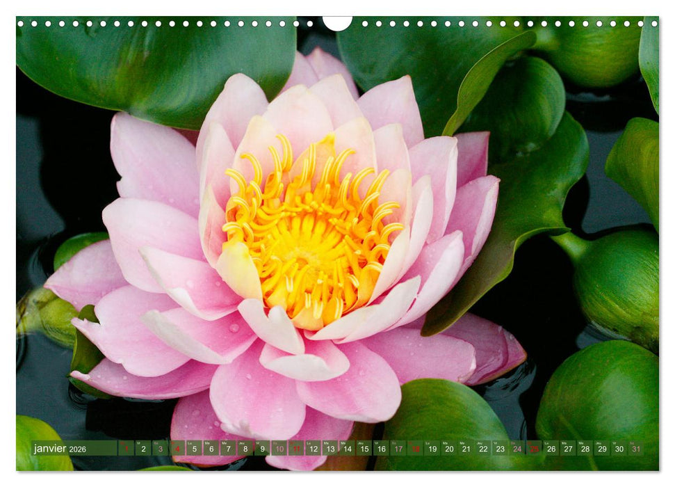 Magnifiques nénuphars (CALVENDO Calendrier mensuel 2026)