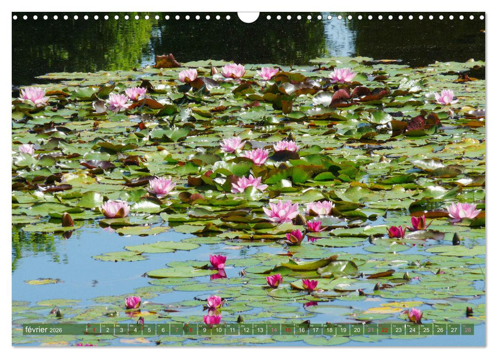 Magnifiques nénuphars (CALVENDO Calendrier mensuel 2026)