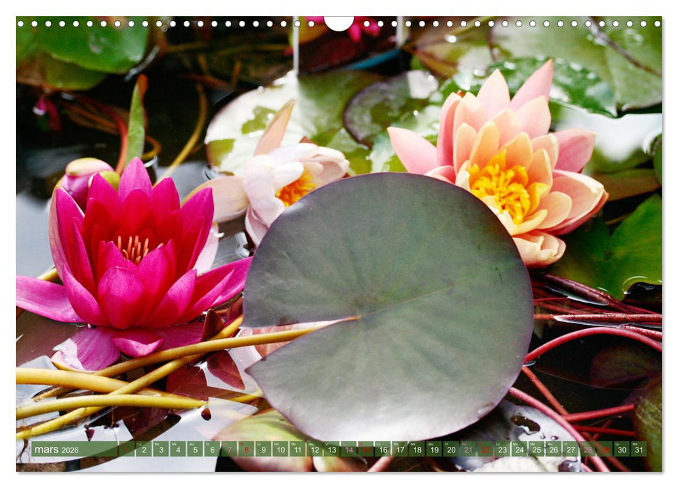 Magnifiques nénuphars (CALVENDO Calendrier mensuel 2026)