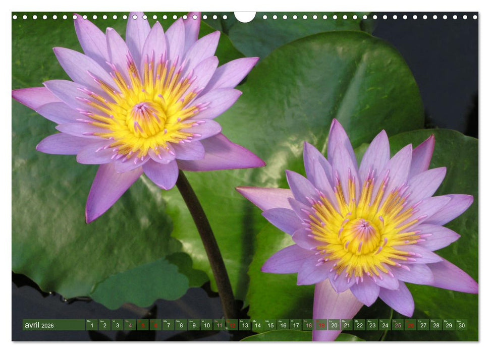 Magnifiques nénuphars (CALVENDO Calendrier mensuel 2026)