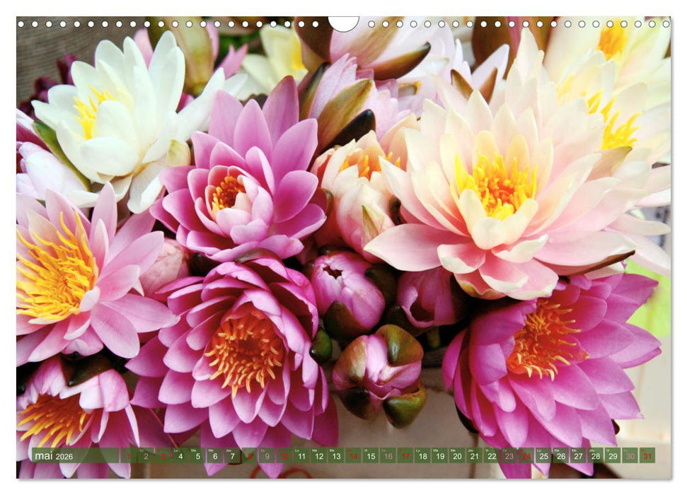 Magnifiques nénuphars (CALVENDO Calendrier mensuel 2026)