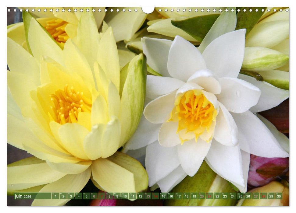 Magnifiques nénuphars (CALVENDO Calendrier mensuel 2026)