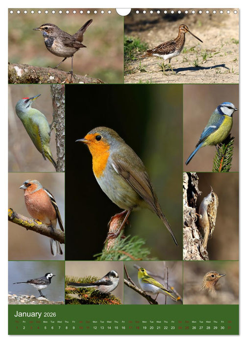 78 Birds (CALVENDO Monthly Calendar 2026)