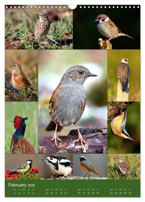 78 Birds (CALVENDO Monthly Calendar 2026)