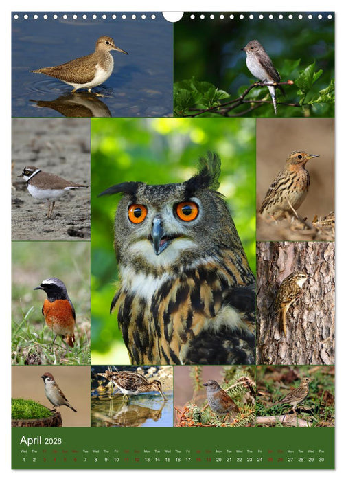 78 Birds (CALVENDO Monthly Calendar 2026)