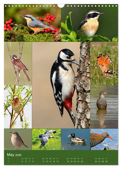 78 Birds (CALVENDO Monthly Calendar 2026)