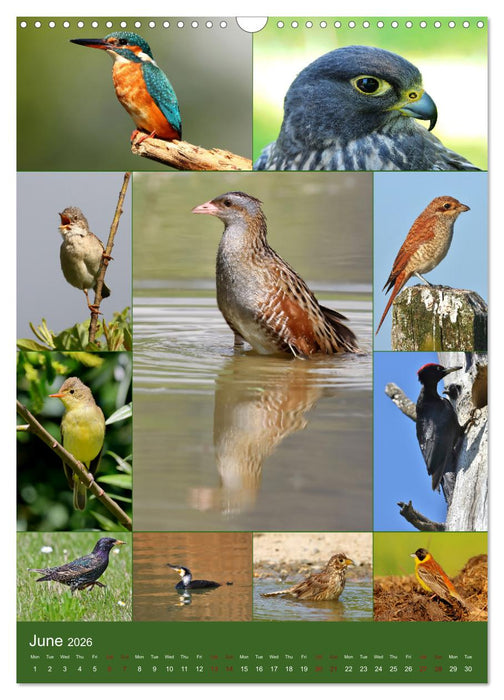78 Birds (CALVENDO Monthly Calendar 2026)