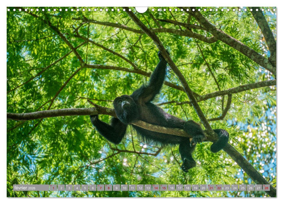 Guatemala - Un pays spectaculaire (CALVENDO Calendrier mensuel 2026)