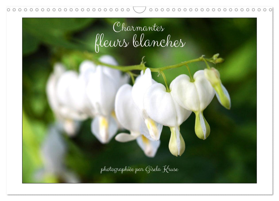 Charmantes fleurs blanches (CALVENDO Calendrier mensuel 2026)