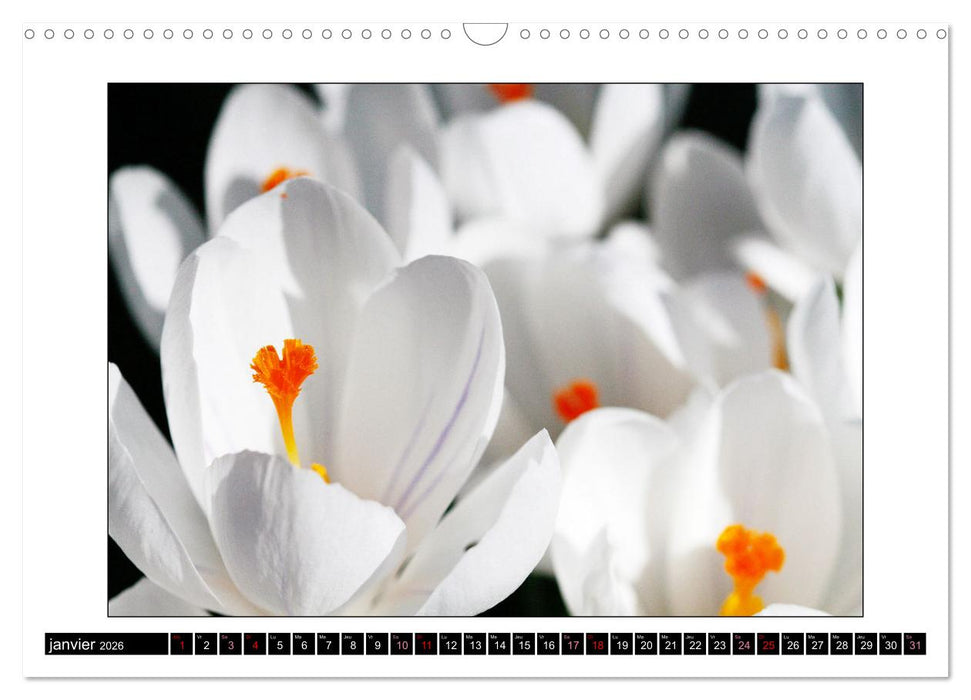 Charmantes fleurs blanches (CALVENDO Calendrier mensuel 2026)