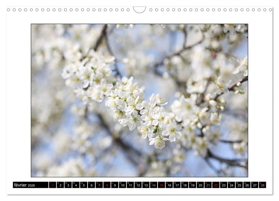 Charmantes fleurs blanches (CALVENDO Calendrier mensuel 2026)