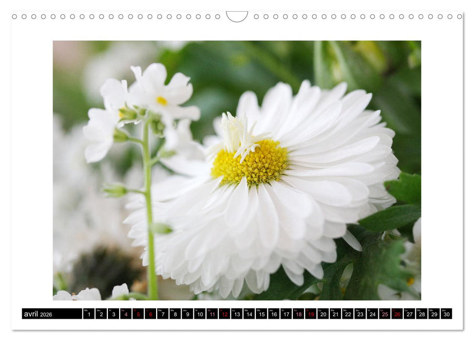 Charmantes fleurs blanches (CALVENDO Calendrier mensuel 2026)