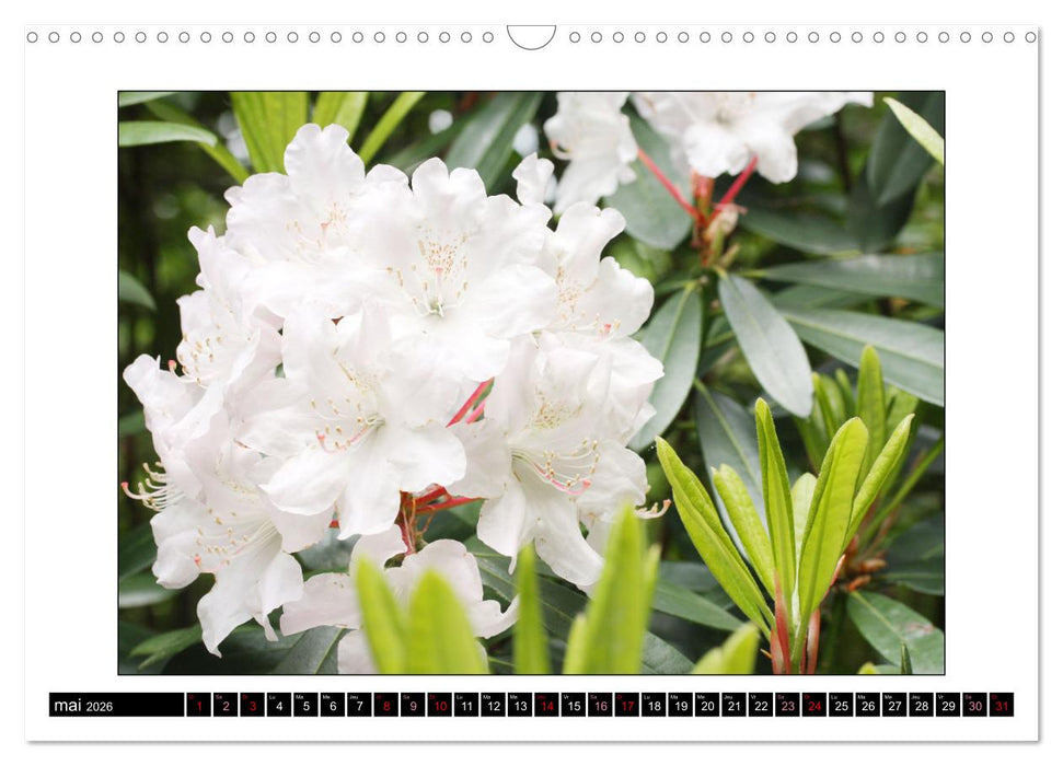 Charmantes fleurs blanches (CALVENDO Calendrier mensuel 2026)
