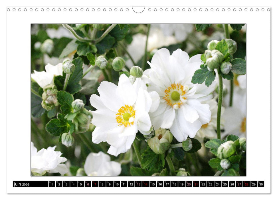 Charmantes fleurs blanches (CALVENDO Calendrier mensuel 2026)