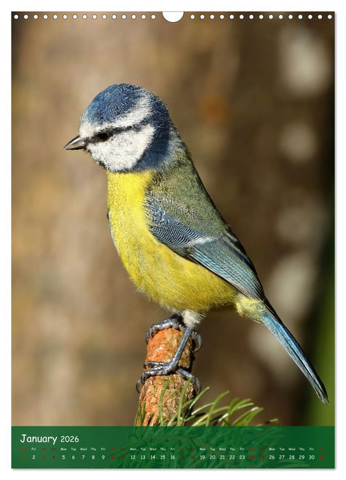 Bird Lovers (CALVENDO Monthly Calendar 2026)