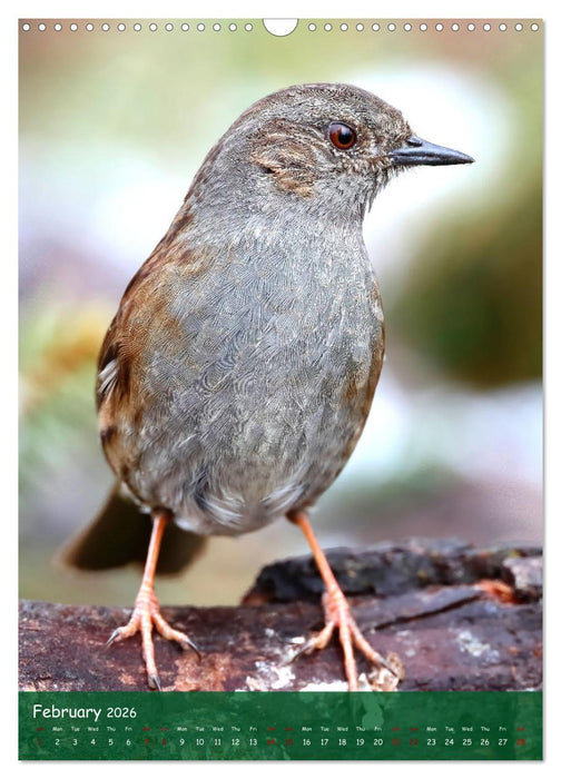 Bird Lovers (CALVENDO Monthly Calendar 2026)