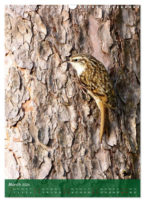 Bird Lovers (CALVENDO Monthly Calendar 2026)