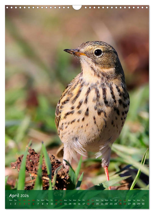 Bird Lovers (CALVENDO Monthly Calendar 2026)