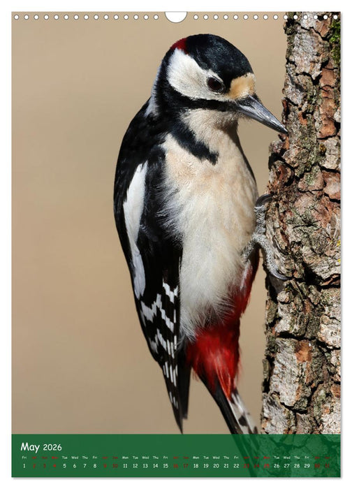 Bird Lovers (CALVENDO Monthly Calendar 2026)