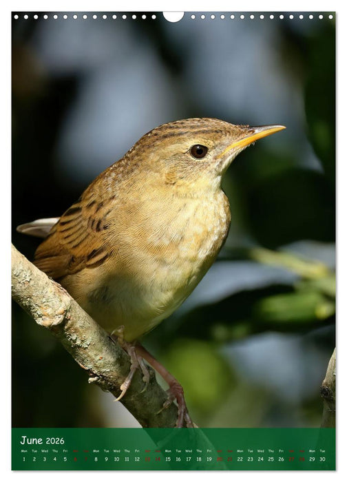 Bird Lovers (CALVENDO Monthly Calendar 2026)