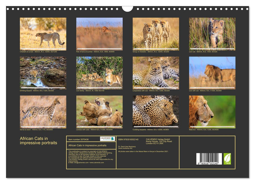 African Cats in impressive portraits (CALVENDO Monthly Calendar 2026)