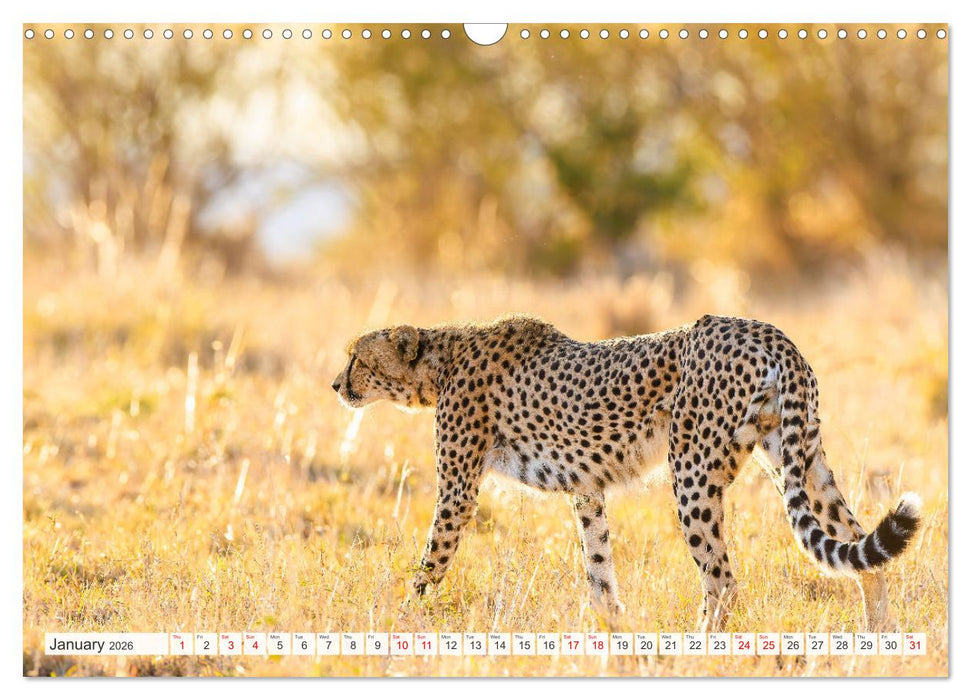 African Cats in impressive portraits (CALVENDO Monthly Calendar 2026)