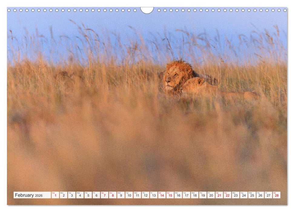 African Cats in impressive portraits (CALVENDO Monthly Calendar 2026)