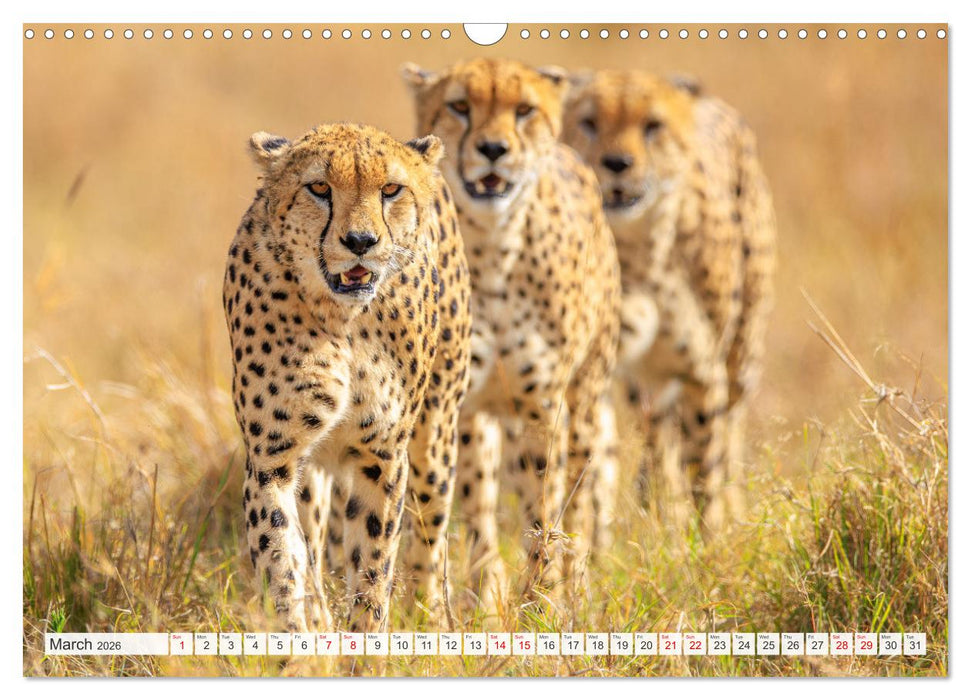 African Cats in impressive portraits (CALVENDO Monthly Calendar 2026)