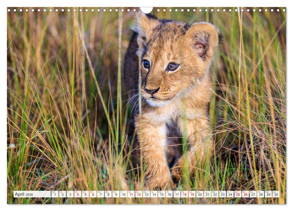 African Cats in impressive portraits (CALVENDO Monthly Calendar 2026)