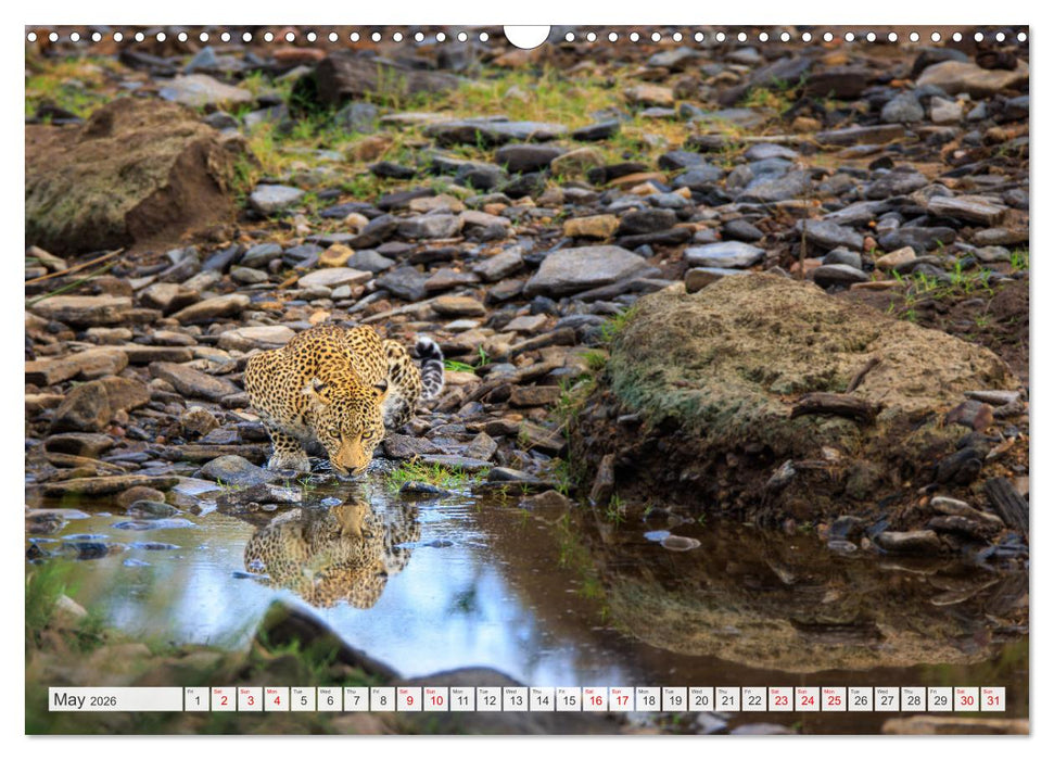 African Cats in impressive portraits (CALVENDO Monthly Calendar 2026)